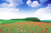 푸른하늘과 꽃밭 일러스트