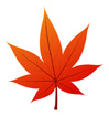 빨간단풍잎 템플릿