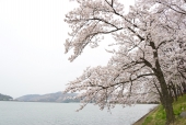 호수와 벚꽃 템플릿