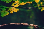 나뭇잎바위 템플릿