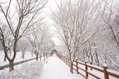 눈 내린 공원의 겨울 풍경 템플릿
