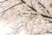 벚꽃 템플릿