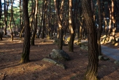 소나무숲 템플릿