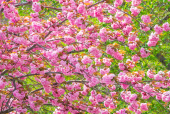 겹벚꽃나무 템플릿