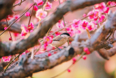 박새와홍매화꽃 템플릿