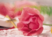 분홍 장미와 십자가 템플릿